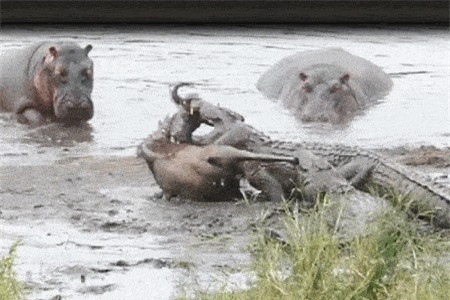 Bị cá sấu bắt, linh dương đầu bò vẫn thoát chết ngoạn mục