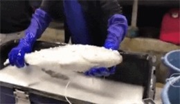 Clip: Khoảnh khắc kì diệu, cá đông lạnh 'hồi sinh' chỉ trong... vài giây