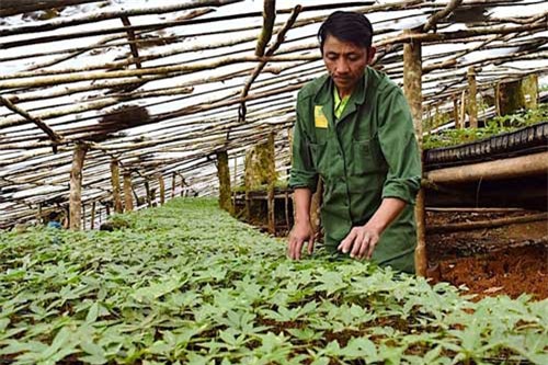 Làm giàu khác người: Ươm "lộc trời" tiền tỷ trên rừng già âm u