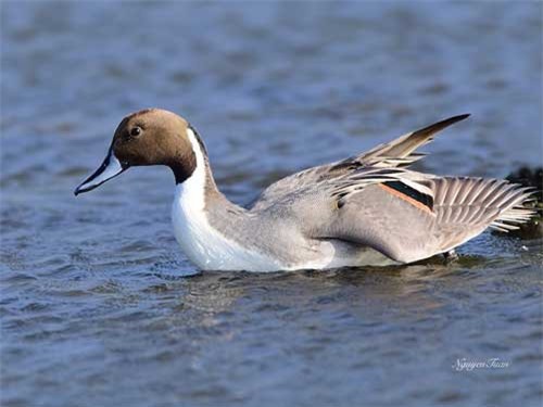 Khám phá về vịt mốc, thủy cầm hiếm, có nhiều ở Việt Nam