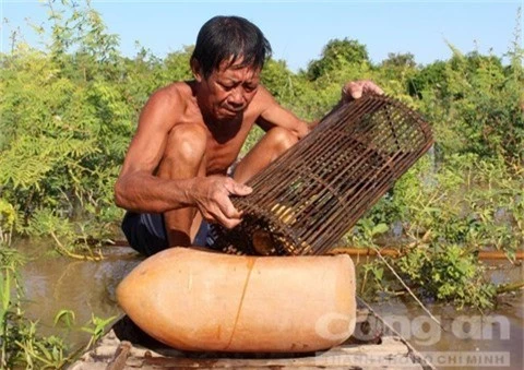 an giang: soi dong cho ran, cho cua dong huyen dau nguon an phu hinh anh 6