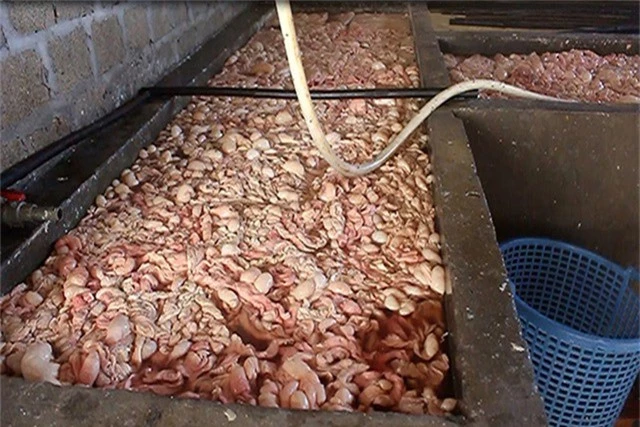  Lòng lợn được cho vào các bể lớn để giã đông sau đó tẩm ướp hóa chất và phụ gia. 
