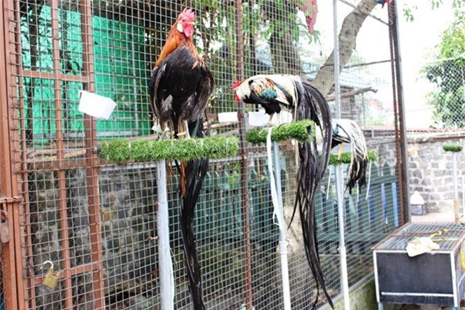 Giống gà quý tộc, quý hiếm, nhỏ mà có đuôi dài tới 7m - Hình 7 Giong ga quy toc, quy hiem, nho ma co duoi dai toi 7m-Hinh-7