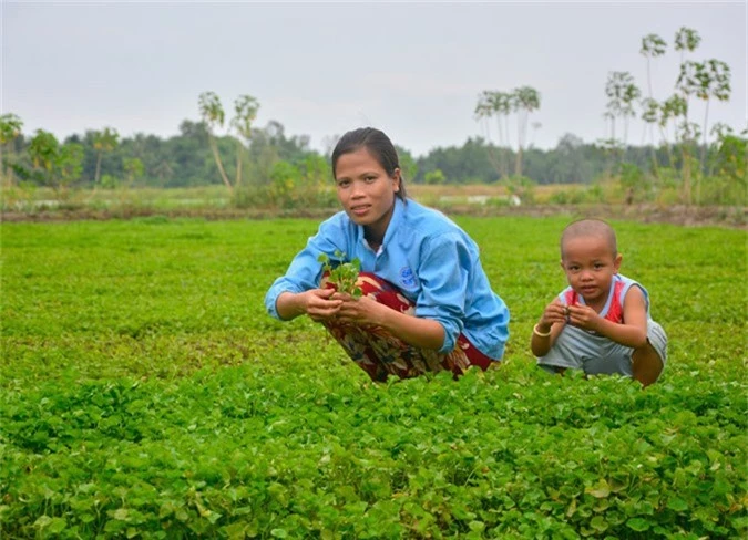 la ma hay: chi trong loai rau moc hoang ma kiem bon tien hinh anh 1