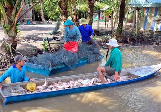 la ma hay: nuoi ca tren ruong khong can cho an, van trung dam hinh anh 1