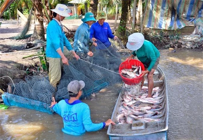 la ma hay: nuoi ca tren ruong khong can cho an, van trung dam hinh anh 10