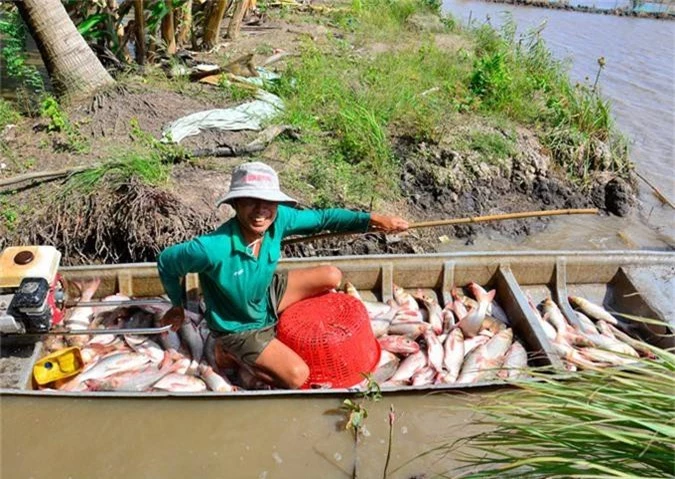 la ma hay: nuoi ca tren ruong khong can cho an, van trung dam hinh anh 12