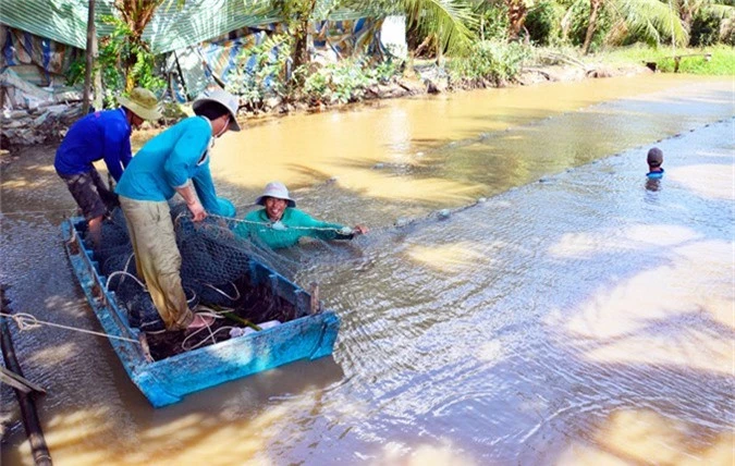 la ma hay: nuoi ca tren ruong khong can cho an, van trung dam hinh anh 4