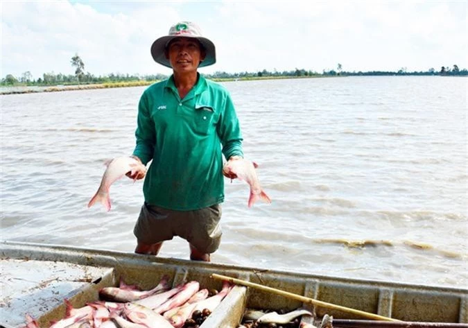 la ma hay: nuoi ca tren ruong khong can cho an, van trung dam hinh anh 6