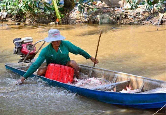 la ma hay: nuoi ca tren ruong khong can cho an, van trung dam hinh anh 7