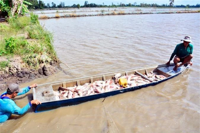 la ma hay: nuoi ca tren ruong khong can cho an, van trung dam hinh anh 8