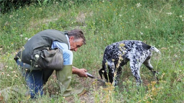 Những thợ săn nấm cục sử dụng những con chó được huấn luyện đặc biệt để giúp họ tìm ra kim cương trong làng ẩm thực.