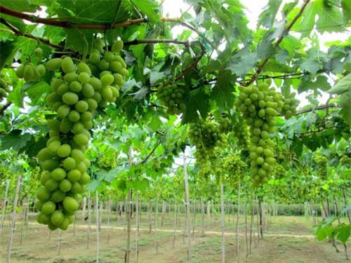 Ninh Thuận công bố 12 sản phẩm đặc thù địa phương