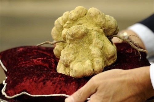 Nhà giàu chi 2 tỷ đồng mua 9 lạng nấm về ăn dần