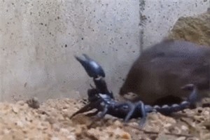 Clip: Bọ cạp tử trận vì những đòn tấn công của chuột