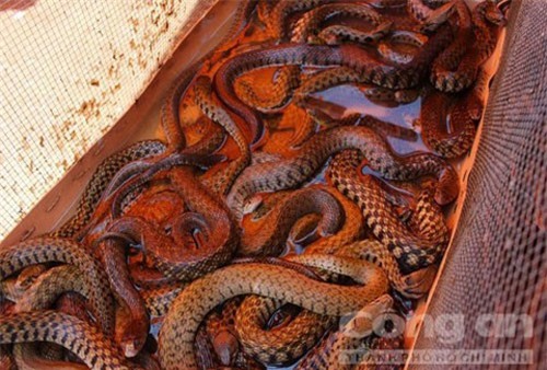 An Giang: Sôi động chợ rắn, chợ cua đồng huyện đầu nguồn An Phú