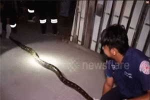 Clip: ‘Rợn người’ cảnh bắt trăn khủng trong nhà