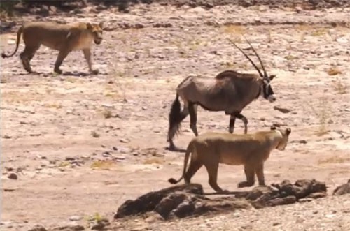 Linh dương sừng kiếm chiến đấu với 2 con sư tử