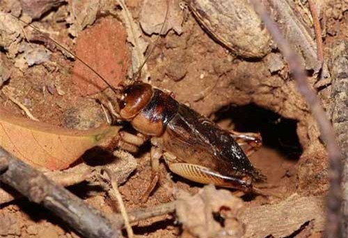 Thú vị loài dế béo như tôm sú, thịt ngọt như cua