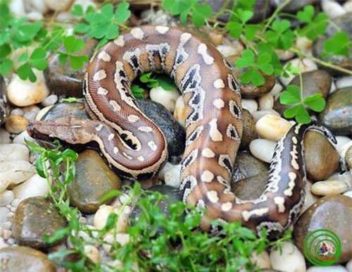 Đại mãng xà của Việt Nam: Loài trăn mệnh danh 'kiệt tác' của tự nhiên, đẹp hiếm thấy