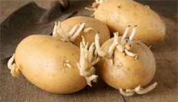 Clip: 6 loại củ khi mọc mầm có hại cho sức khỏe 