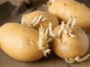 Clip: 6 loại củ khi mọc mầm có hại cho sức khỏe