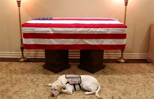 Chó nghiệp vụ túc trực bên linh cữu cựu Tổng thống Bush “cha”