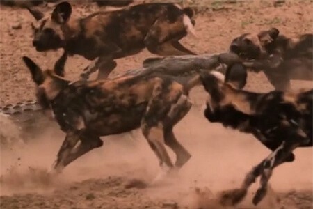 Clip: 'Hãi hùng' cảnh chó hoang bị cá sấu xé xác cực kỳ tàn bạo