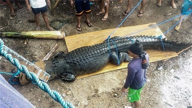 Cá sấu nặng nửa tấn bị tóm gọn