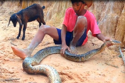 ‘Ngả mũ’ trước cảnh cậu bé bắt sống trăn khổng lồ