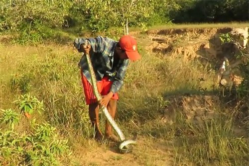 Clip: Nam thanh niên dùng tay không bắt trăn nhanh như chớp