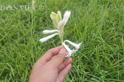 Ninh Bình: Cả làng khấm khá nhờ trồng cây ra hoa trắng như mây