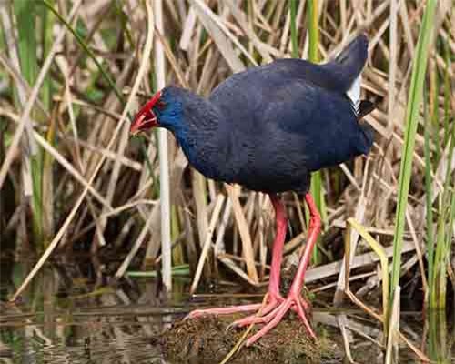 Độc đáo chim biết giữ nhà giỏi như chó ở Việt Nam