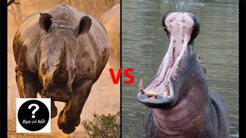 Clip: Hà mã con dũng cảm đối đầu với tê giác to lớn