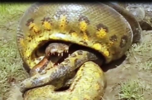 Clip: Trăn khổng lồ đoạt mạng cá sấu với ‘tốc độ bàn thờ’