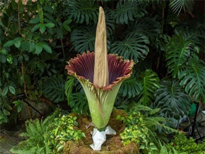 Kỳ thú những "chiêu trò" được thực vật sử dụng trong quá trình sinh sản