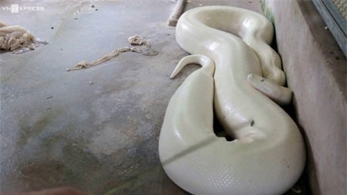 Clip: Trăn nặng hơn 50kg, toàn thân màu trắng ở Bến Tre