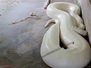 Clip: Trăn nặng hơn 50kg, toàn thân màu trắng ở Bến Tre