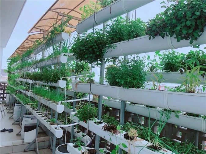 Sân thượng với vườn cây thu nhỏ. Đây là nơi Minh Hà thích nhất và thường xuyên dành công sức để chăm sóc các loại rau phục vụ bữa ăn hàng ngày. Ảnh: FBNV.