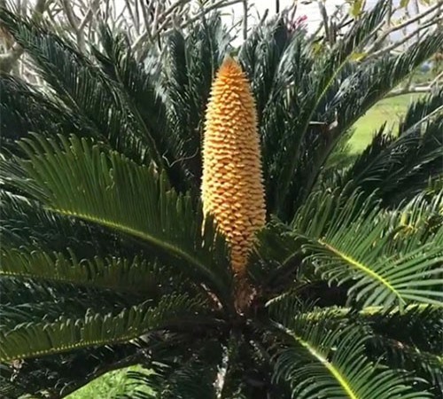 Bình Thuận: Sau bão số 9 cây thiên tuế 30 năm tuổi bỗng nở hoa