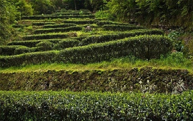 Mỗi năm, chỉ có vài trăm gram trà được thu hoạch và đều được dành cho nhà nước trong những sự kiện trang trọng. Ảnh: Alarmy.