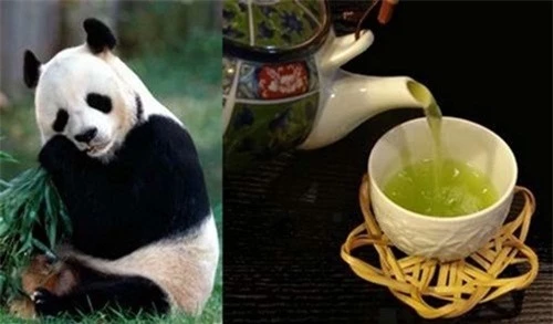 Với mức giá 70.000 USD/kg (hơn 1,6 tỷ đồng), trà gấu trúc cũng lọt vào danh sách những loại trà dành cho giới thượng lưu. Ảnh: Trathainguyen.