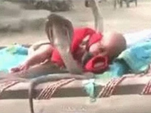 Clip: 4 con rắn hổ mang vây xung quanh để bảo vệ em bé đang ngủ