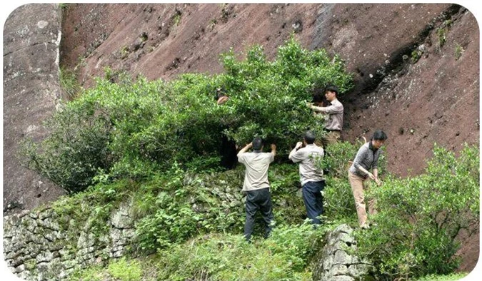 Do quý hiếm và đắt đỏ nên những cây trà Đại Hồng Bào đại thụ luôn được canh gác nghiêm ngặt. Ảnh: JK Tea Shop.