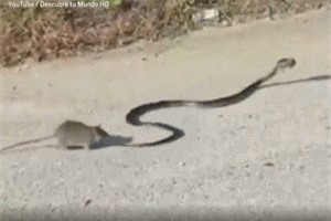 Clip: Chuột mẹ tấn công rắn để đòi lại con
