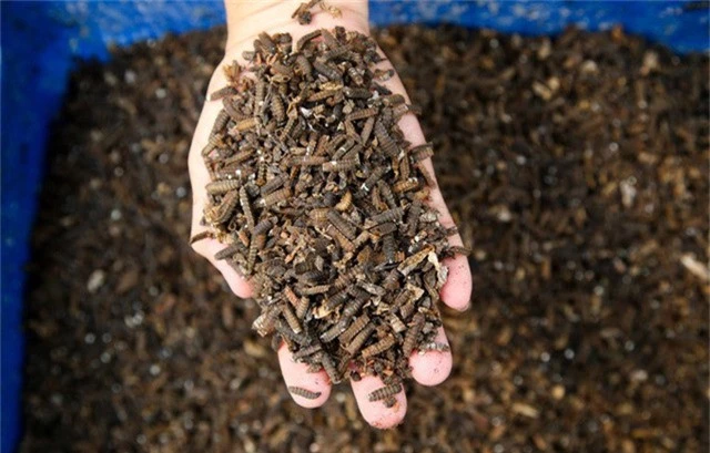  Nhộng của ruồi lính đen là sản phẩm được sử dụng làm thức ăn trong chăn nuôi gia cầm, gia súc, thủy sản... rất có giá trị dinh dưỡng. Ngoài ra xác ruồi cũng được tận dụng làm phân bón 