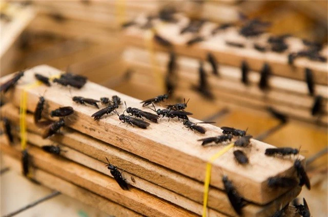 Ruồi lính đen có tên khoa học là Hermetia illucens, là một loại ruồi được nhiều nước trên thế giới nuôi. Ấu trùng của chúng là thức ăn giàu dinh dưỡng cho chăn nuôi lợn, gia cầm, thủy sản. Loài này còn sử dụng để xử lý chất thải trong nông nghiệp, làng nghề.