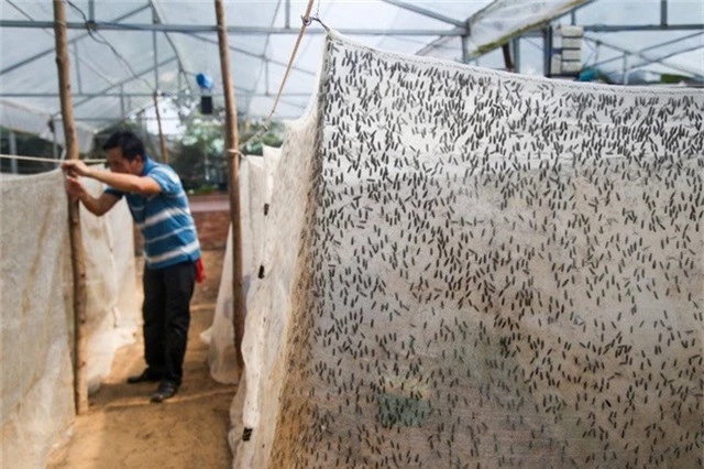 Chuồng nuôi được thiết kế bằng vải mùng, có diện tích từ 10 đến 30 m2 và luôn khép kín để chúng khỏi bay ra ngoài. Mỗi chuồng ông thả khoảng 100.000 con ruồi.