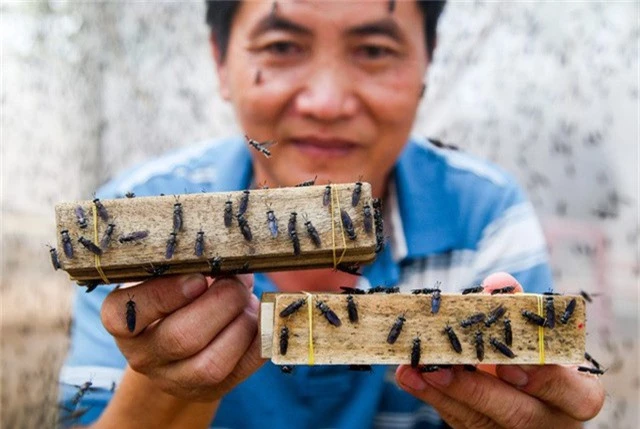 Trong chuồng được đặt những thanh gỗ mỏng buộc với nhau bằng dây thun cho chúng đẻ trứng. Loài này hay đẻ trong khe hở nên làm vậy để giống tập quán tự nhiên. Ngoài ra, mỗi chuồng phải có xô để thực phẩm rữa nhằm kích thích ruồi bu lại sinh sản, ông Bé chia sẻ.