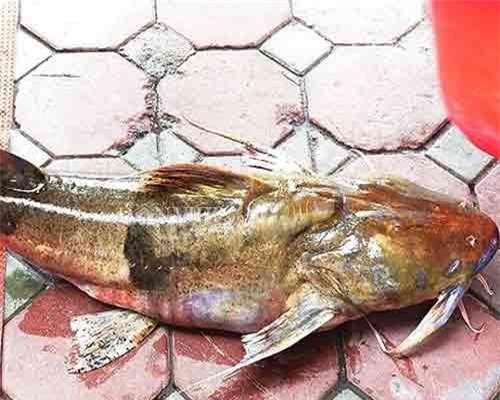 Những loài cá 'đắt như vàng' luôn được săn lùng